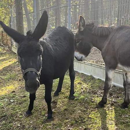 Kawena Hotel Danzica