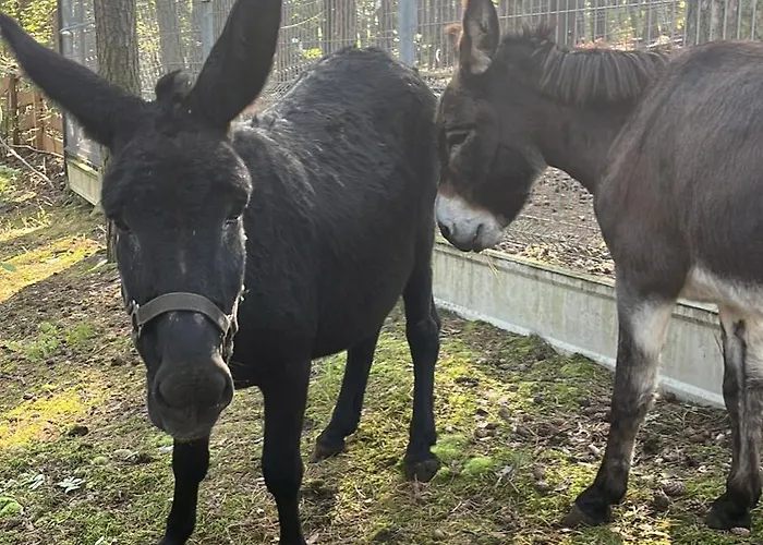 Kawena Отель Гданьск